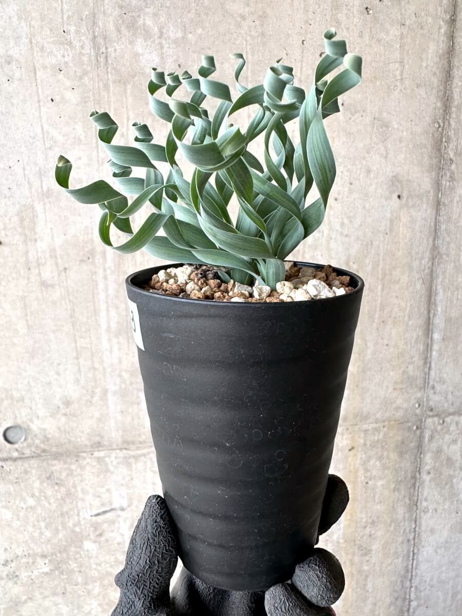 現品限り】アルブカ・コンコルディアナ【O63】 Albuca concordiana