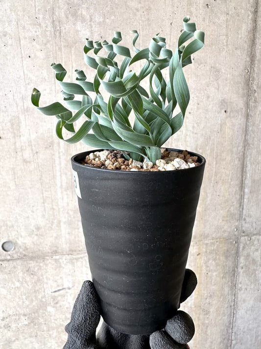 【現品限り】アルブカ・コンコルディアナ【O63】 Albuca concordiana