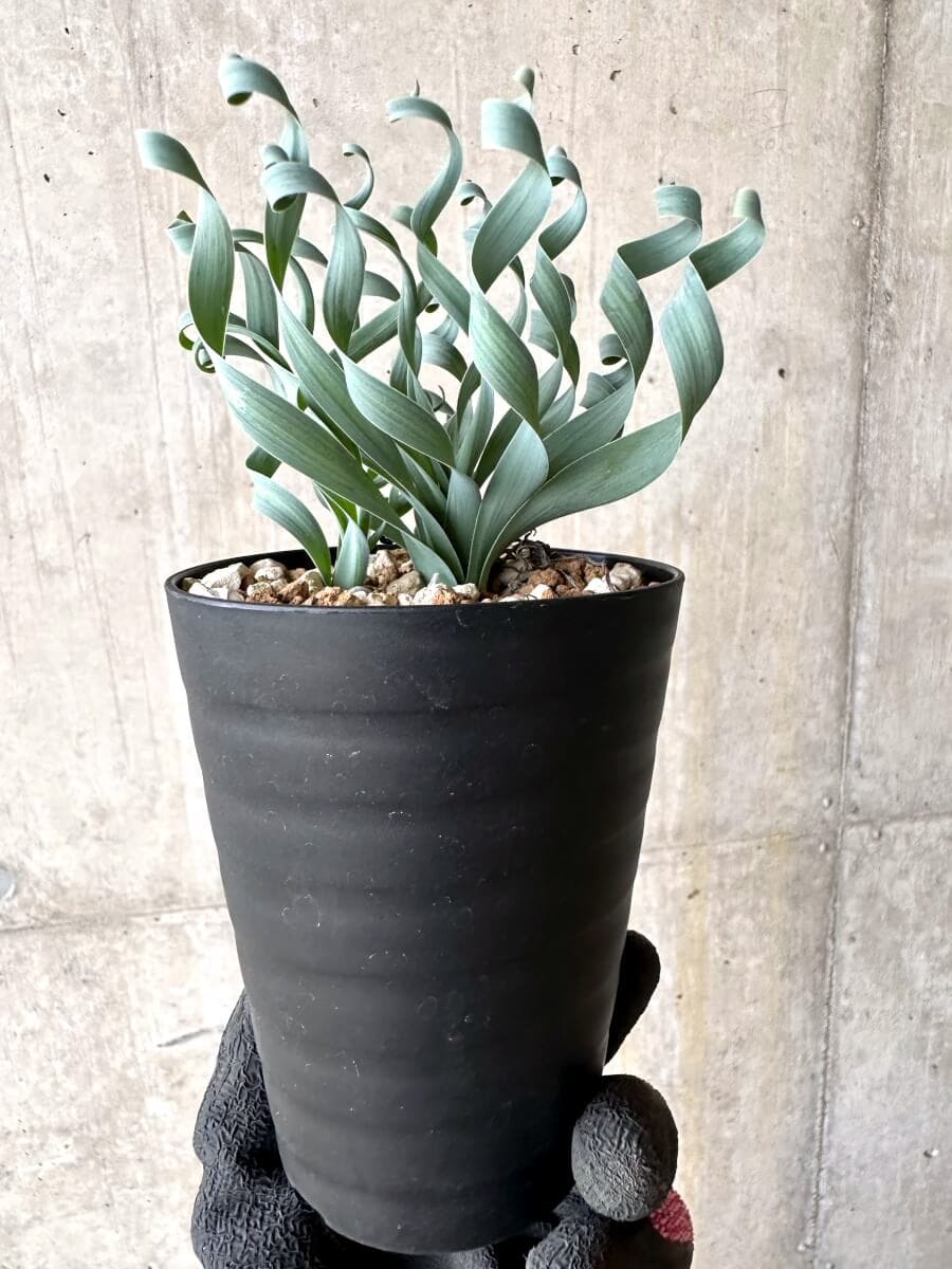 【現品限り】アルブカ・コンコルディアナ【O63】 Albuca concordiana