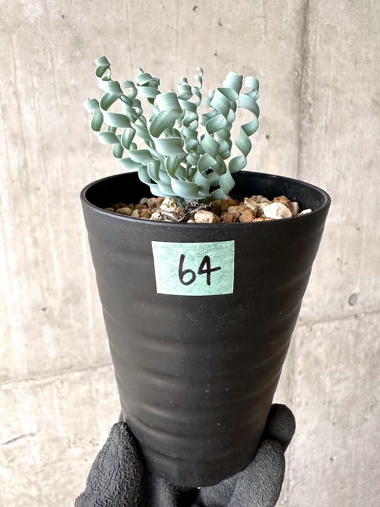 【現品限り】アルブカ・コンコルディアナ【O64】 Albuca concordiana