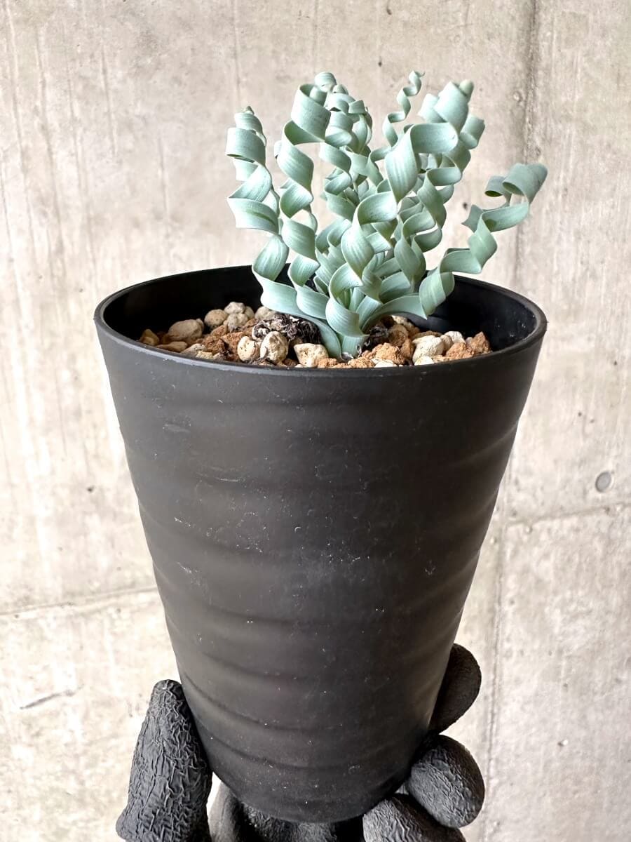 【現品限り】アルブカ・コンコルディアナ【O64】 Albuca concordiana