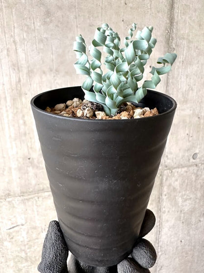 【現品限り】アルブカ・コンコルディアナ【O64】 Albuca concordiana