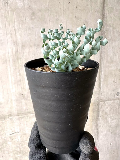 【現品限り】アルブカ・コンコルディアナ【O64】 Albuca concordiana