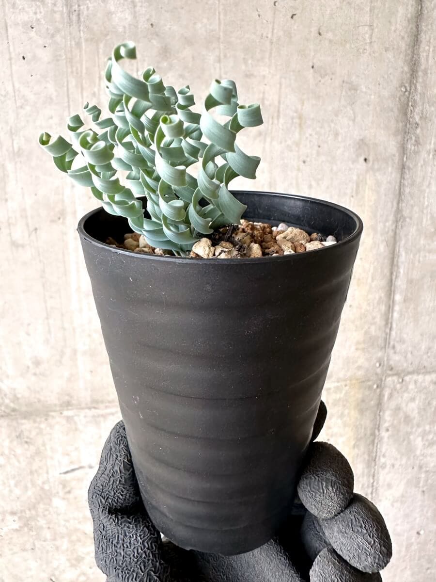 【現品限り】アルブカ・コンコルディアナ【O64】 Albuca concordiana