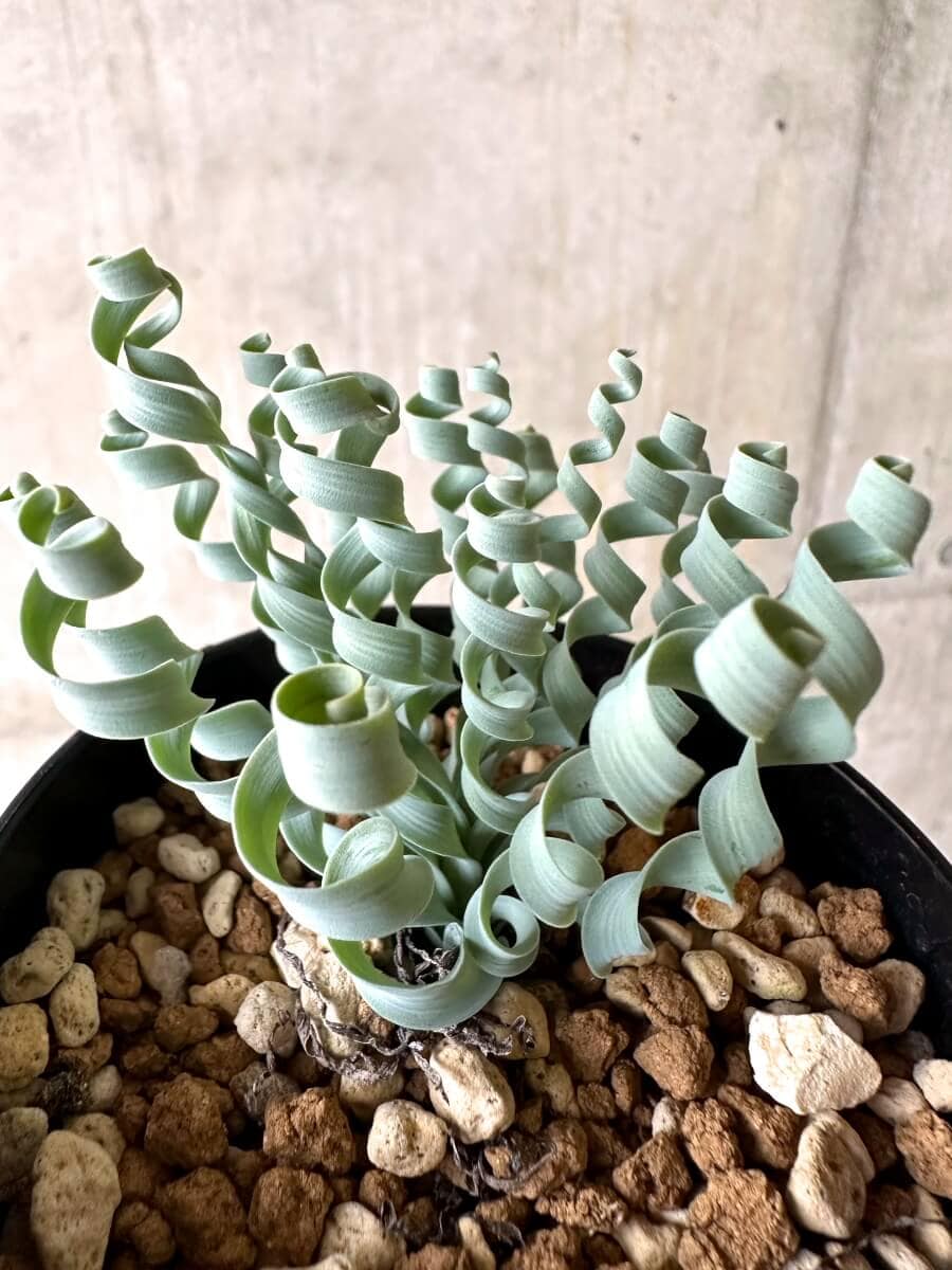 【現品限り】アルブカ・コンコルディアナ【O64】 Albuca concordiana