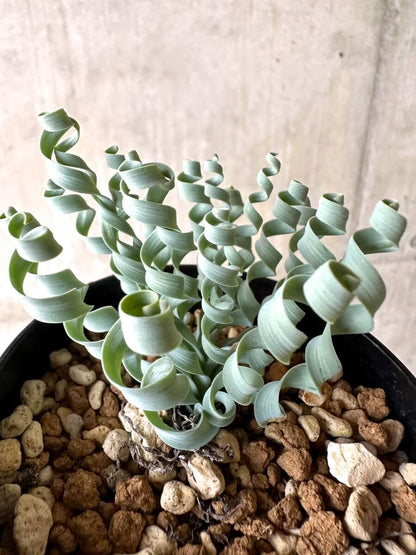 【現品限り】アルブカ・コンコルディアナ【O64】 Albuca concordiana