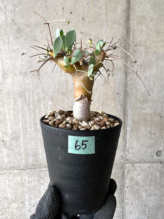 【現品限り】オトンナ・ユーフォルビオイデス【O65】 Othonna euphorbioides