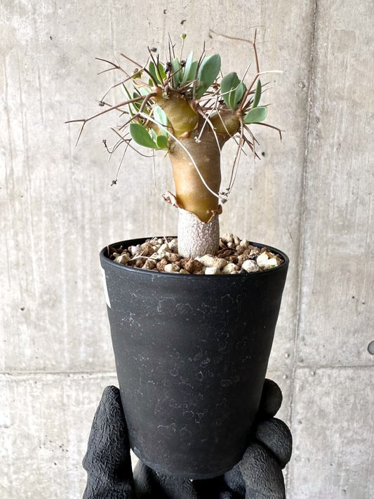 【現品限り】オトンナ・ユーフォルビオイデス【O65】 Othonna euphorbioides