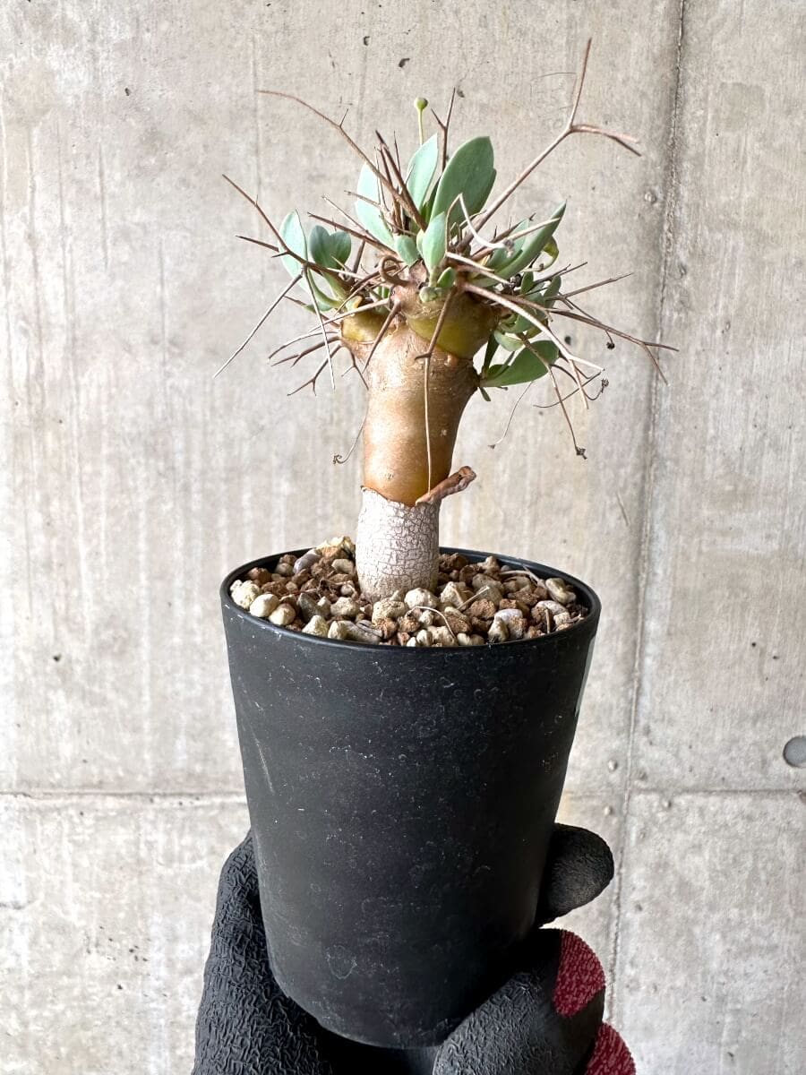 【現品限り】オトンナ・ユーフォルビオイデス【O65】 Othonna euphorbioides