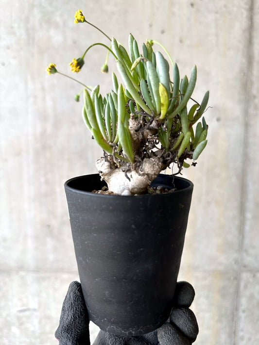【現品限り】オトンナ・クラビフォリア【O67】 Othonna clavifolia