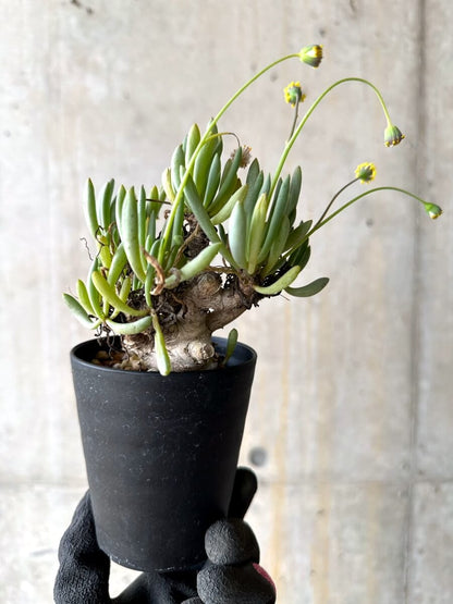【現品限り】オトンナ・クラビフォリア【O67】 Othonna clavifolia