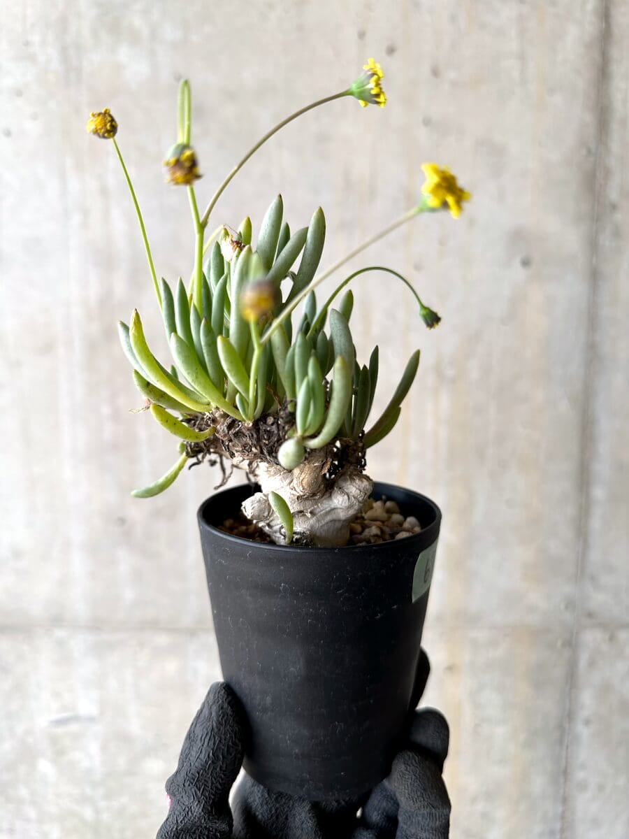 【現品限り】オトンナ・クラビフォリア【O67】 Othonna clavifolia