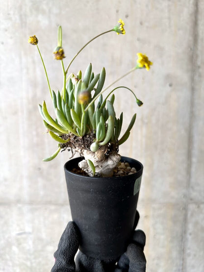 【現品限り】オトンナ・クラビフォリア【O67】 Othonna clavifolia