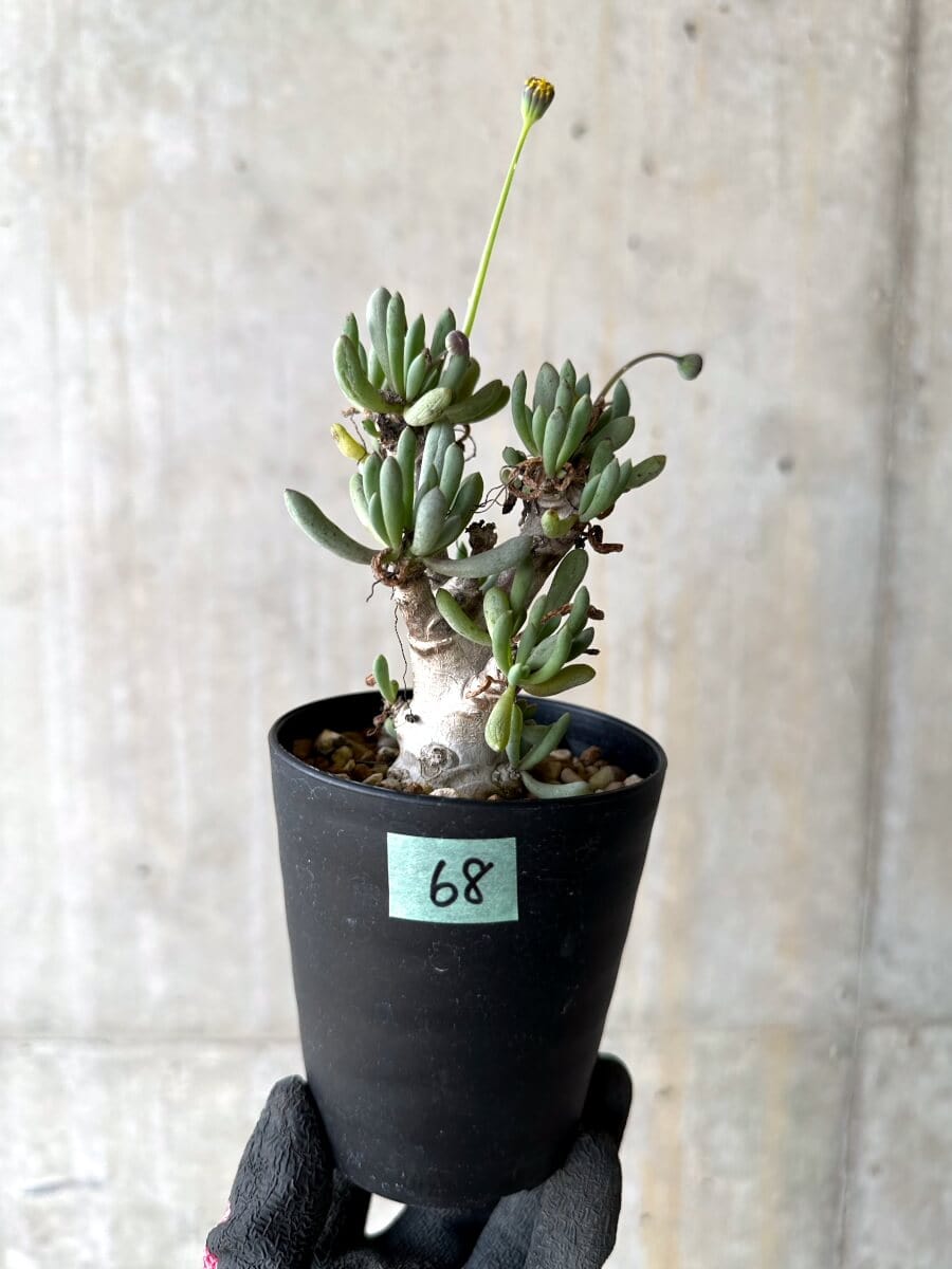 【現品限り】オトンナ・クラビフォリア【O68】 Othonna clavifolia