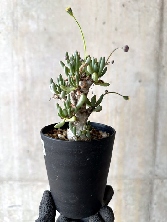 【現品限り】オトンナ・クラビフォリア【O68】 Othonna clavifolia