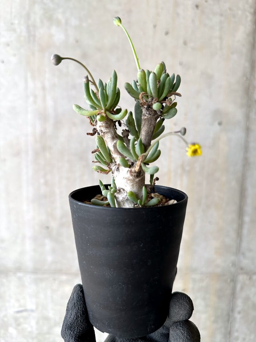 【現品限り】オトンナ・クラビフォリア【O68】 Othonna clavifolia