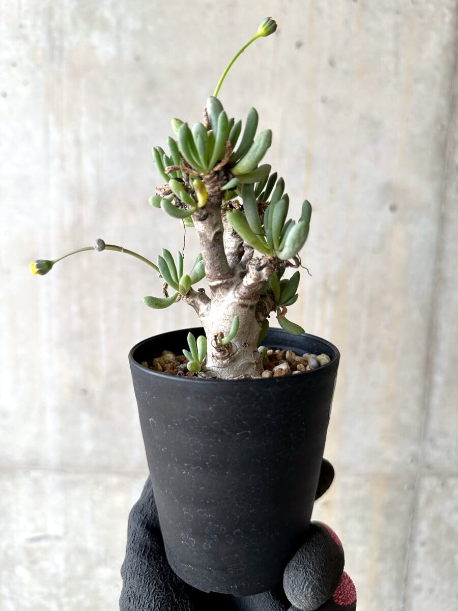 【現品限り】オトンナ・クラビフォリア【O68】 Othonna clavifolia