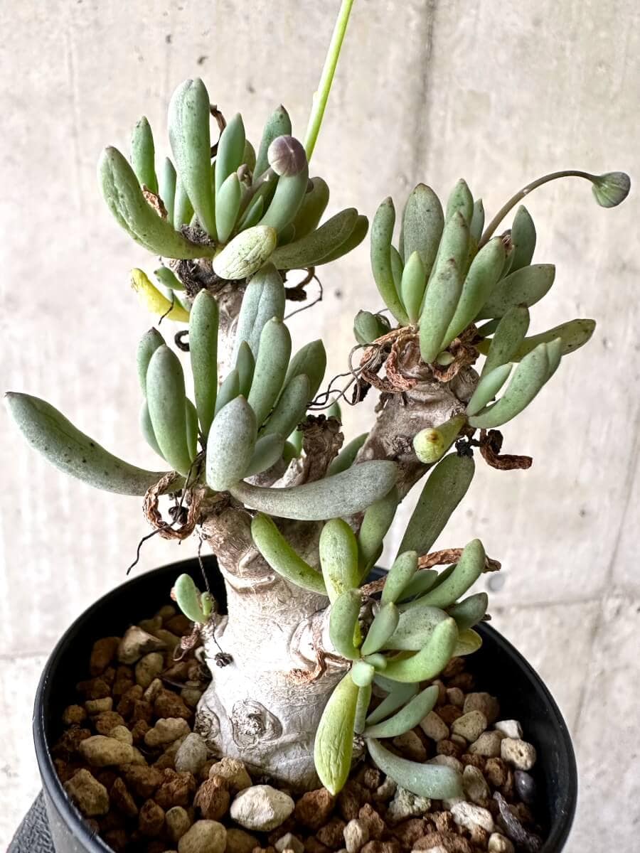 【現品限り】オトンナ・クラビフォリア【O68】 Othonna clavifolia