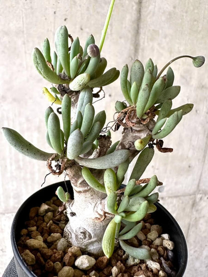 【現品限り】オトンナ・クラビフォリア【O68】 Othonna clavifolia