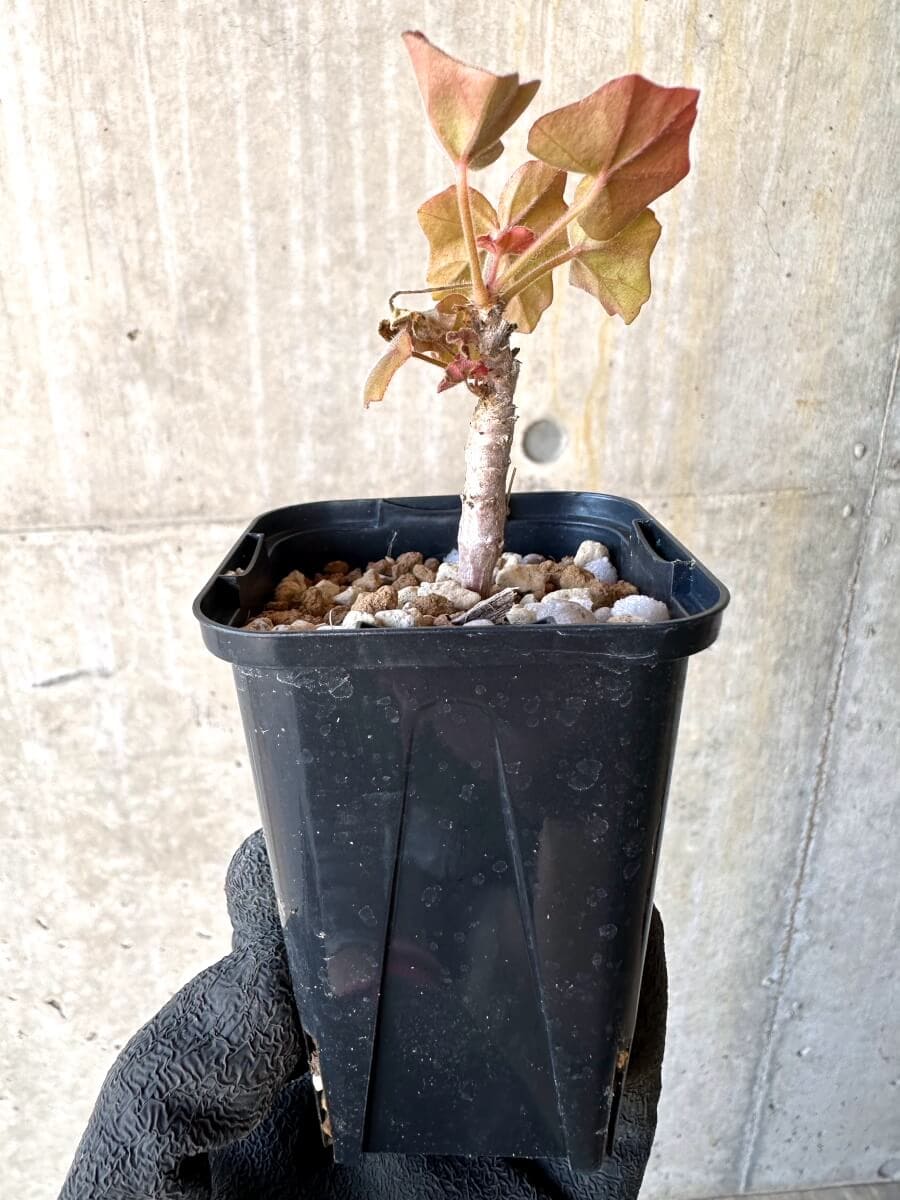【現品限り】ペラルゴニウム・トンガエンセ【O6】 Pelargonium tongaense
