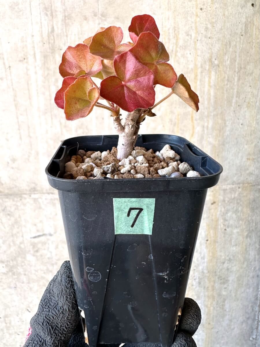 【現品限り】ペラルゴニウム・トンガエンセ【O7】 Pelargonium tongaense