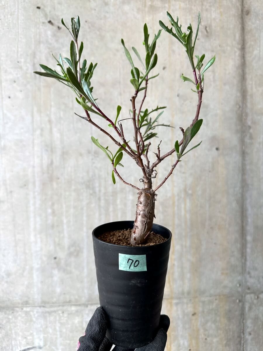 【現品限り】オトンナ・ロバタ【O70】 Othonna lobata