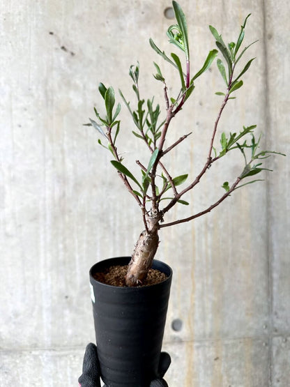 【現品限り】オトンナ・ロバタ【O70】 Othonna lobata