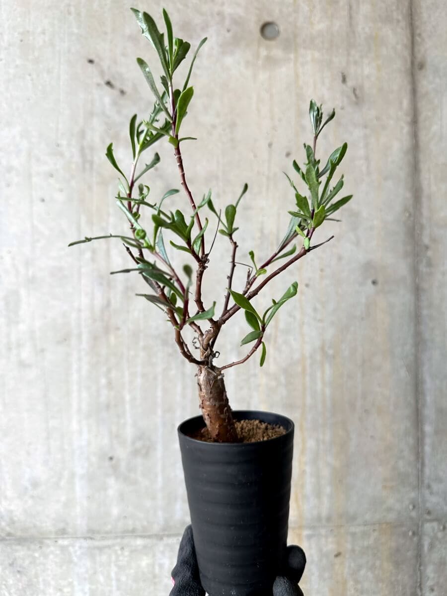 【現品限り】オトンナ・ロバタ【O70】 Othonna lobata