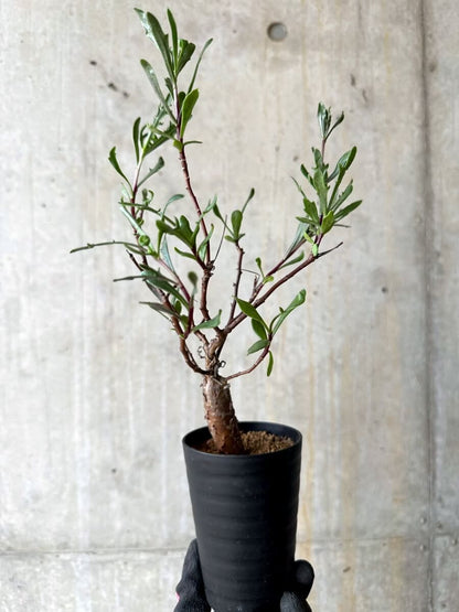 【現品限り】オトンナ・ロバタ【O70】 Othonna lobata