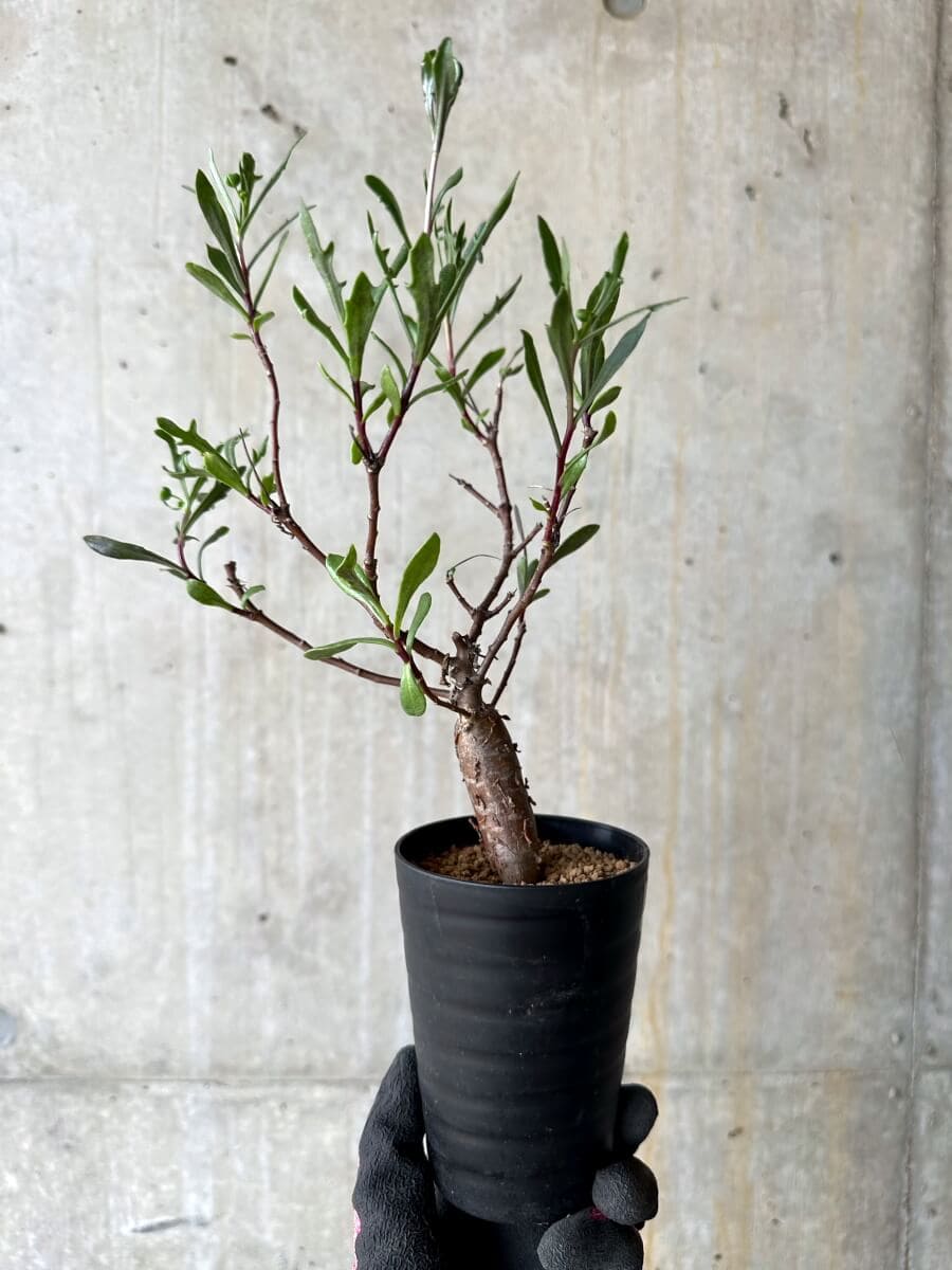 【現品限り】オトンナ・ロバタ【O70】 Othonna lobata