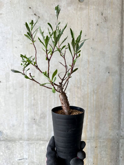 【現品限り】オトンナ・ロバタ【O70】 Othonna lobata