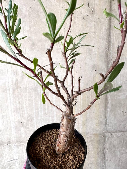 【現品限り】オトンナ・ロバタ【O70】 Othonna lobata