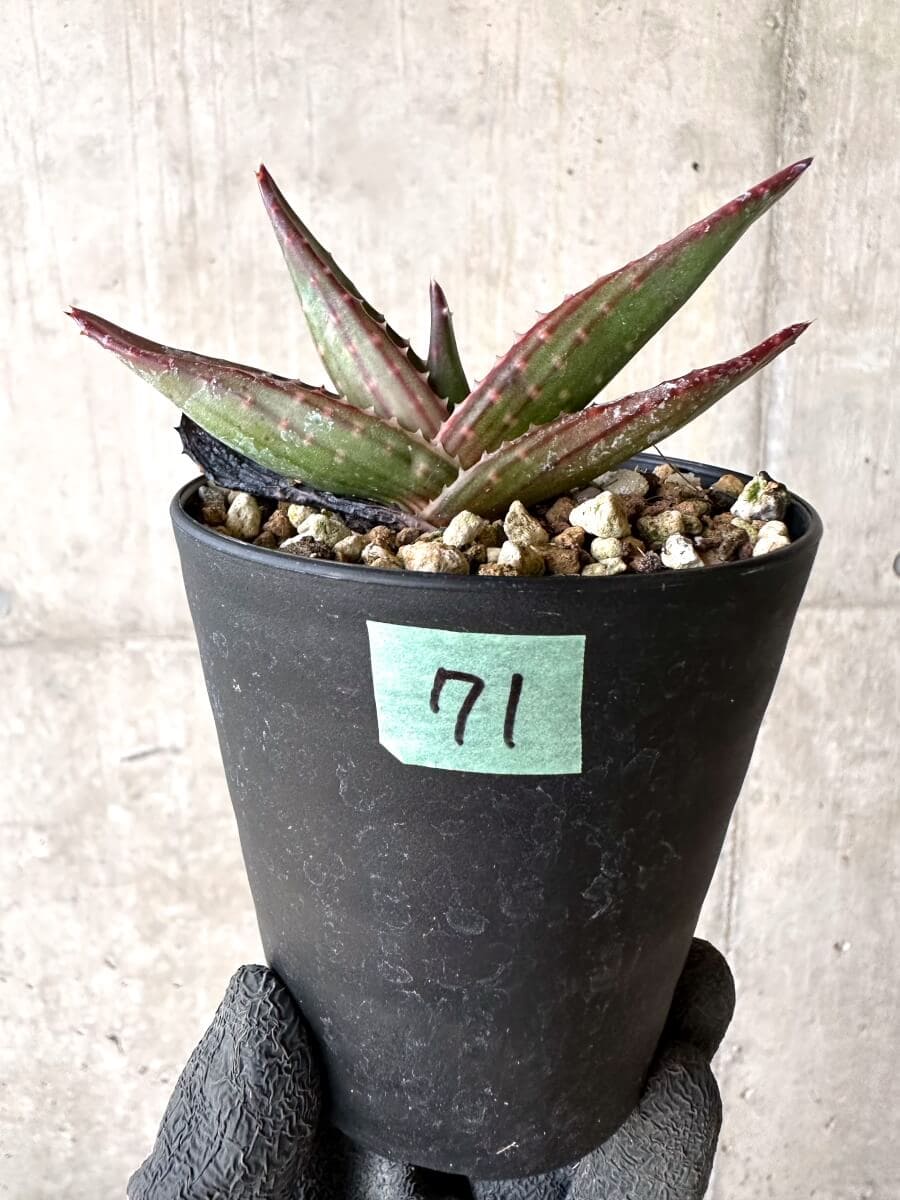 【現品限り】アロエ・パベルカエ【O71】 Aloe pavelkae