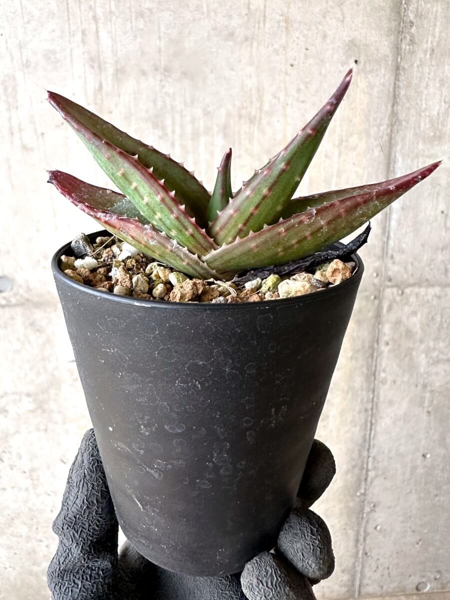 【現品限り】アロエ・パベルカエ【O71】 Aloe pavelkae