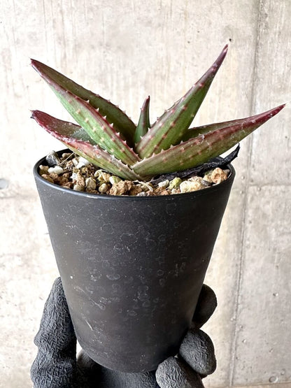 【現品限り】アロエ・パベルカエ【O71】 Aloe pavelkae