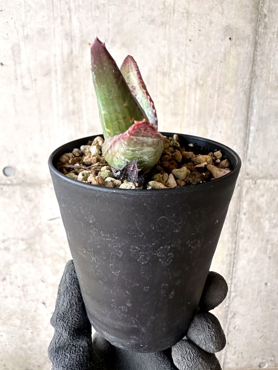 【現品限り】アロエ・パベルカエ【O71】 Aloe pavelkae