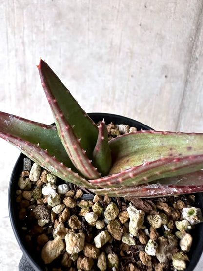 【現品限り】アロエ・パベルカエ【O71】 Aloe pavelkae