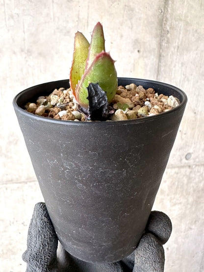 【現品限り】アロエ・パベルカエ【O72】 Aloe pavelkae