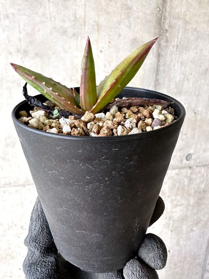 【現品限り】アロエ・パベルカエ【O72】 Aloe pavelkae