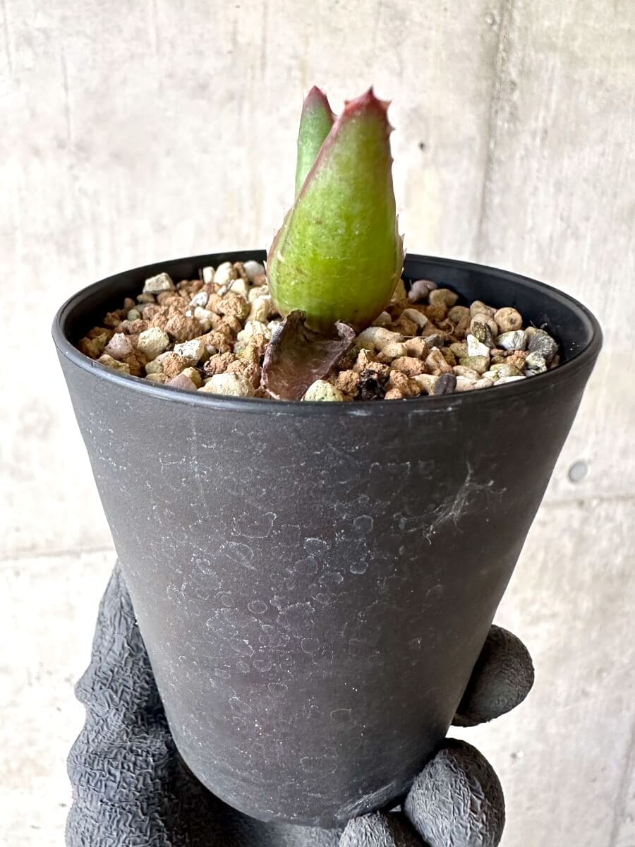 現品限り】アロエ・パベルカエ【O72】 Aloe pavelkae 塊根植物