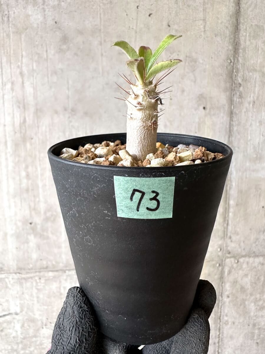 【現品限り】パキポディウム・サンデルシー 白馬城【O73】 Pachypodium saundersii