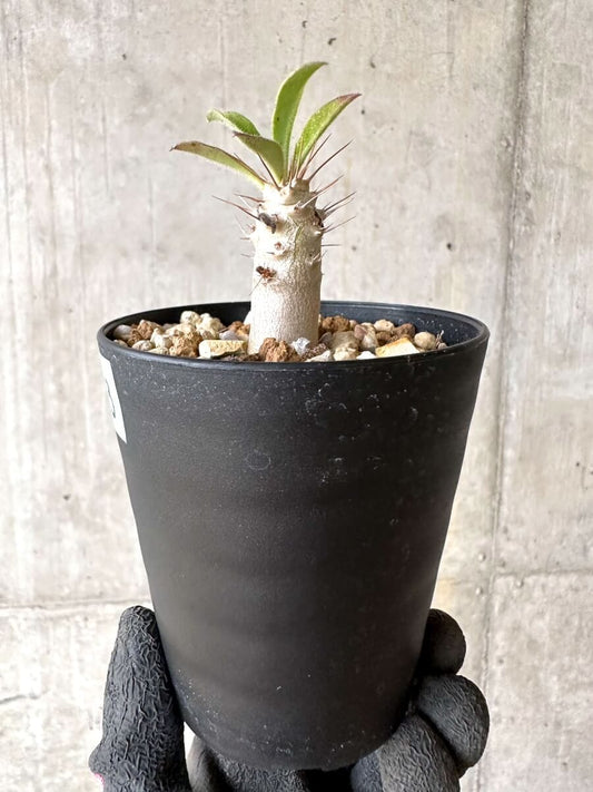 【現品限り】パキポディウム・サンデルシー 白馬城【O73】 Pachypodium saundersii