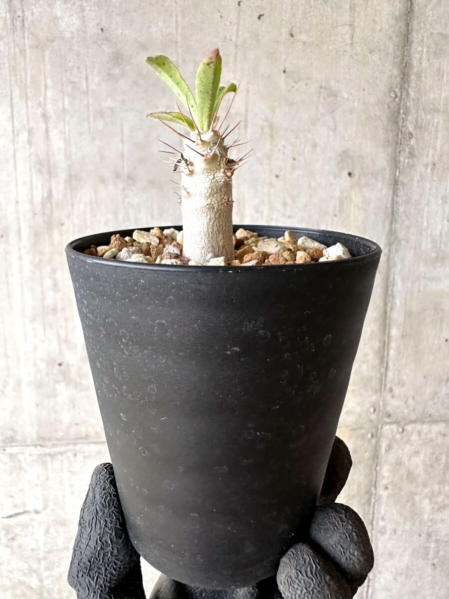 【現品限り】パキポディウム・サンデルシー 白馬城【O73】 Pachypodium saundersii