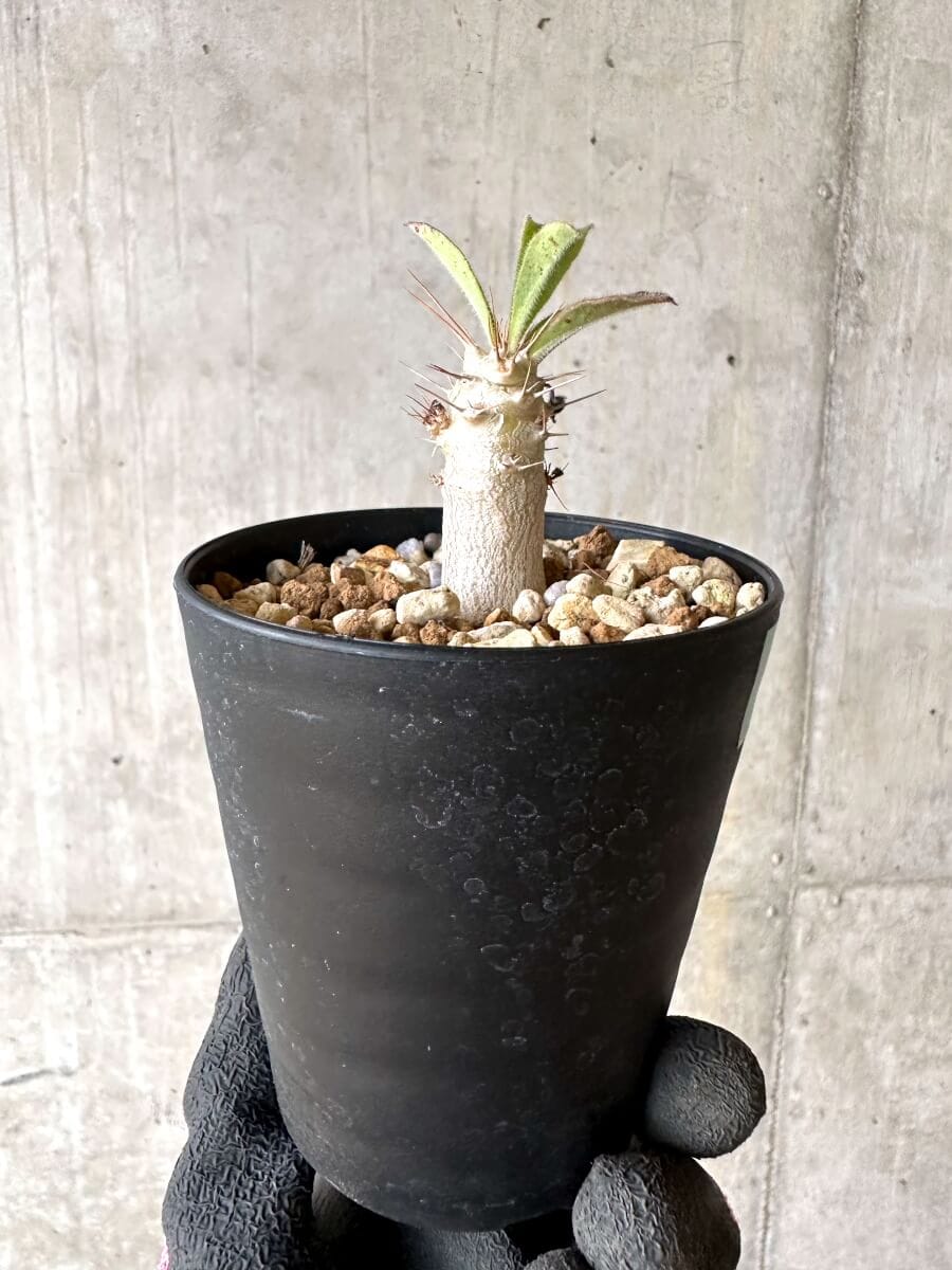 【現品限り】パキポディウム・サンデルシー 白馬城【O73】 Pachypodium saundersii