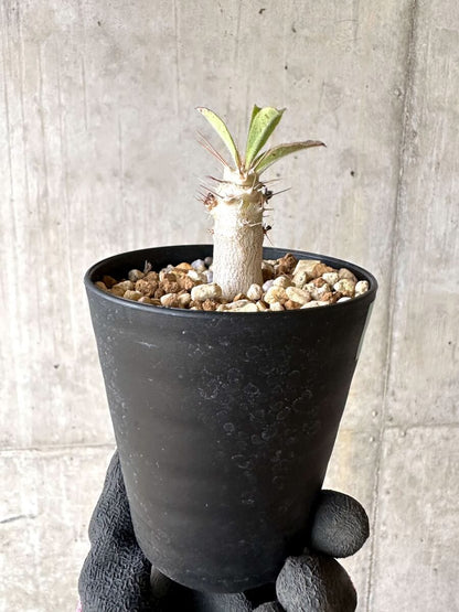 【現品限り】パキポディウム・サンデルシー 白馬城【O73】 Pachypodium saundersii