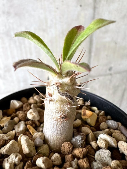 【現品限り】パキポディウム・サンデルシー 白馬城【O73】 Pachypodium saundersii