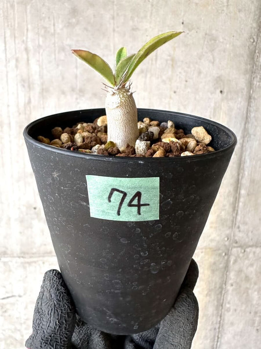 【現品限り】パキポディウム・サンデルシー 白馬城【O74】 Pachypodium saundersii