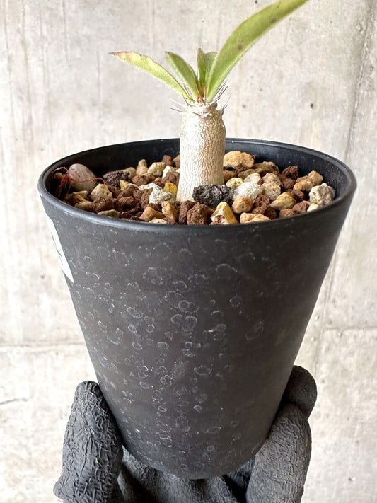 【現品限り】パキポディウム・サンデルシー 白馬城【O74】 Pachypodium saundersii