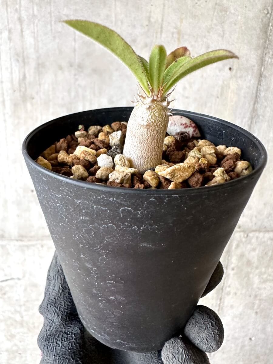 【現品限り】パキポディウム・サンデルシー 白馬城【O74】 Pachypodium saundersii