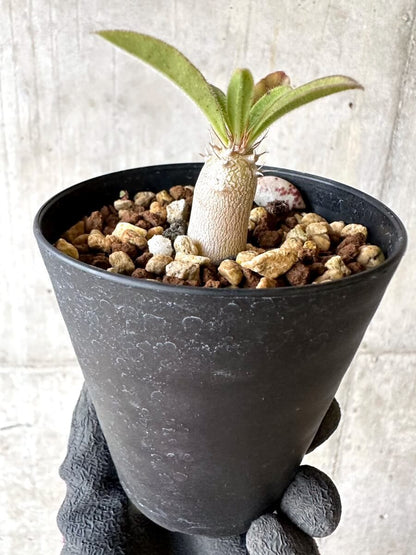 【現品限り】パキポディウム・サンデルシー 白馬城【O74】 Pachypodium saundersii